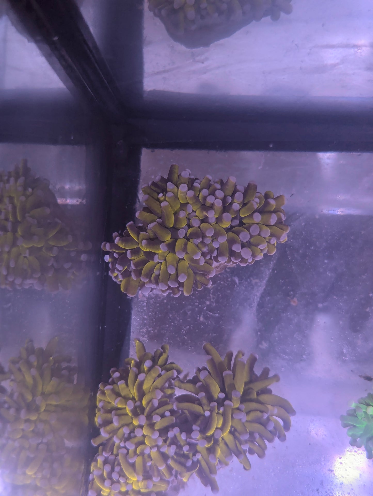 24k Torch Coral (2+ Heads) - WYSIWYG